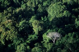 Arbre;-Arbre-sans-feuilles;-Archipel-des-Comores;-Canopée;-Forêt;-France;-Kaleidos;-Kaleidos-images;-La-parole-à-limage;-Laurent-Abad;-Mayotte;-Océan-Indien;-Stories-Pictures;-Végétation;-Vue-aérienne